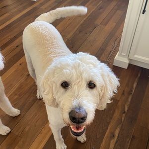 Meet your Posher, Cooper